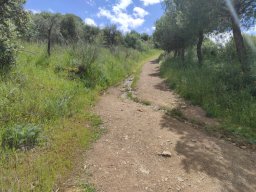 Flora del Cerro Masatrigo